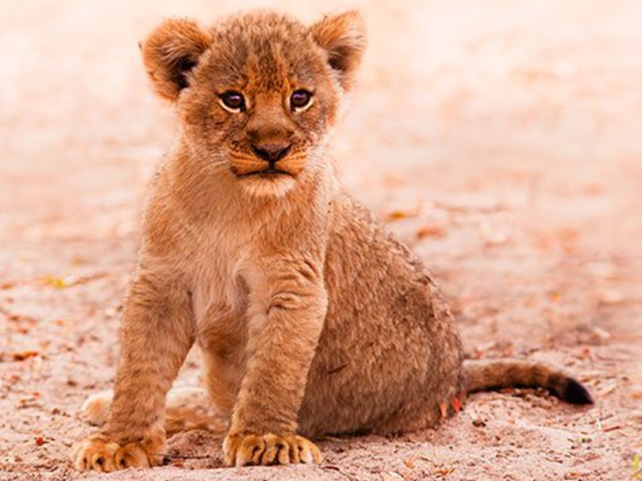 Springbok Casino’s “Babies of the Big 5” Videos feature Big Babies of African Wildlife