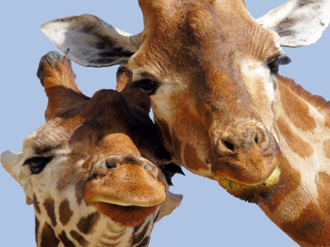 South African Casino Shares Cool Facts about Giraffes 