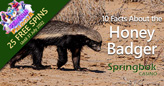 South African Casino Shares 10 Facts About the Fierce & Fascinating Honey Badger 