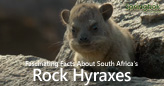 Springbok Casino Shares Fascinating Facts About South Africa’s Rock Hyraxes Players can take 25 free spins on new Bonus Wheel Jungle until June 30th