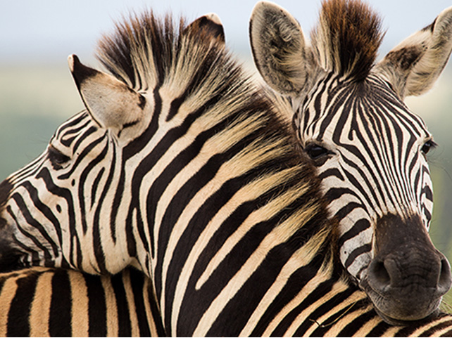 Springbok Casino’s Zebra Time Feature Answers Questions About One of South Africa’s Iconic Animals