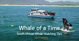 Springbok Casino Gives Whale Watching Tips as  Southern Right Whales Return to South Africa’s Coast Players can take 25 free spins on new Jackpot Saloon slot until September 30th