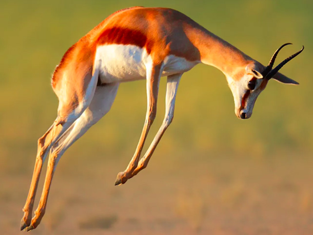 Springbok Casino Celebrates Leap Year with Leaping Wildlife Feature