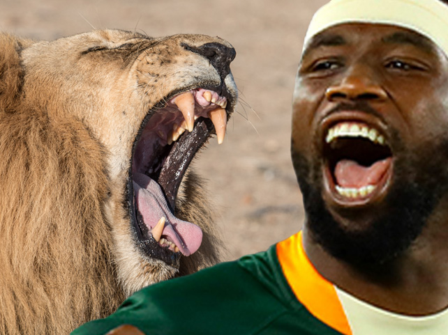 Springbok Casino Matches South Africa’s Sports Heroes with Animal Kingdom Icons