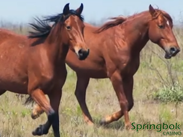 South Africa’s Wild Horses Celebrated in Springbok Casino’s August feature