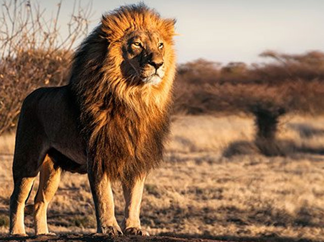 South African Casino’s Lion King Tribute Celebrates Disney’s Legacy and This Summer’s Live-action Remake