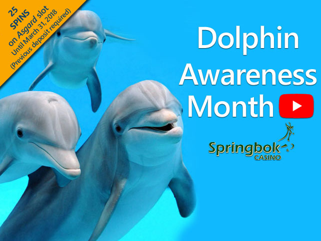 Springbok Casino celebrating dolphins